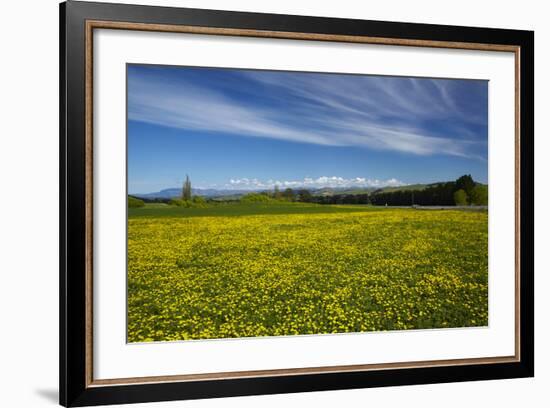 Field of Dandelions, Near Greta Valley, North Canterbury, South Island, New Zealand-David Wall-Framed Photographic Print