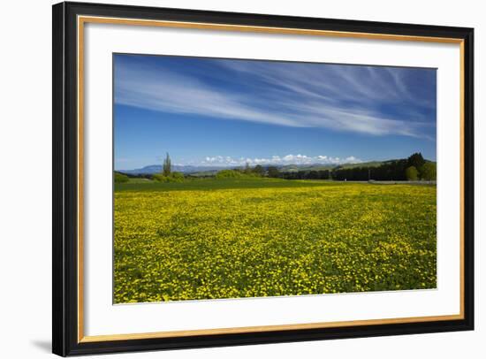 Field of Dandelions, Near Greta Valley, North Canterbury, South Island, New Zealand-David Wall-Framed Photographic Print