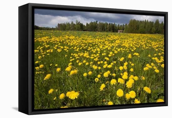 Field of Dandelions (Taraxacum Sp) in Flower, Bergslagen, Sweden, June 2009-Cairns-Framed Premier Image Canvas