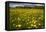 Field of Dandelions (Taraxacum Sp) in Flower, Bergslagen, Sweden, June 2009-Cairns-Framed Premier Image Canvas