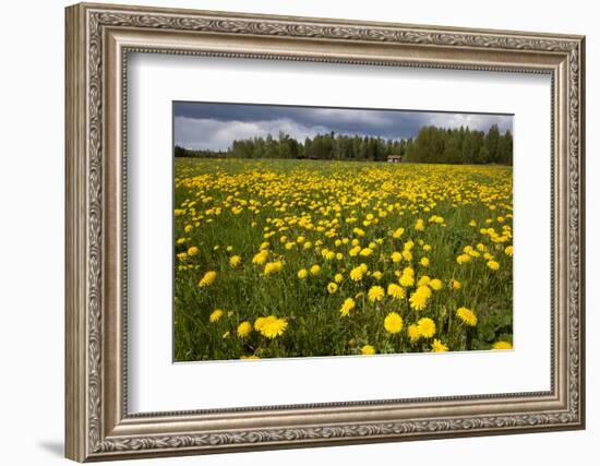 Field of Dandelions (Taraxacum Sp) in Flower, Bergslagen, Sweden, June 2009-Cairns-Framed Photographic Print