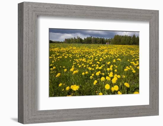Field of Dandelions (Taraxacum Sp) in Flower, Bergslagen, Sweden, June 2009-Cairns-Framed Photographic Print