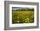 Field of Dandelions (Taraxacum Sp) in Flower, Bergslagen, Sweden, June 2009-Cairns-Framed Photographic Print