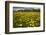 Field of Dandelions (Taraxacum Sp) in Flower, Bergslagen, Sweden, June 2009-Cairns-Framed Photographic Print