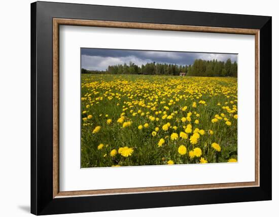 Field of Dandelions (Taraxacum Sp) in Flower, Bergslagen, Sweden, June 2009-Cairns-Framed Photographic Print