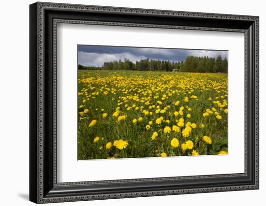 Field of Dandelions (Taraxacum Sp) in Flower, Bergslagen, Sweden, June 2009-Cairns-Framed Photographic Print