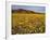 Field of Desert Gold Wildflowers, Death Valley National Park, California, USA-Chuck Haney-Framed Photographic Print