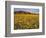 Field of Desert Gold Wildflowers, Death Valley National Park, California, USA-Chuck Haney-Framed Photographic Print