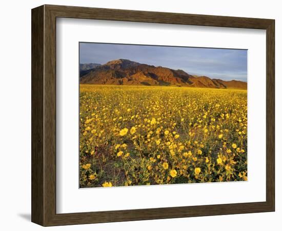 Field of Desert Gold Wildflowers, Death Valley National Park, California, USA-Chuck Haney-Framed Photographic Print