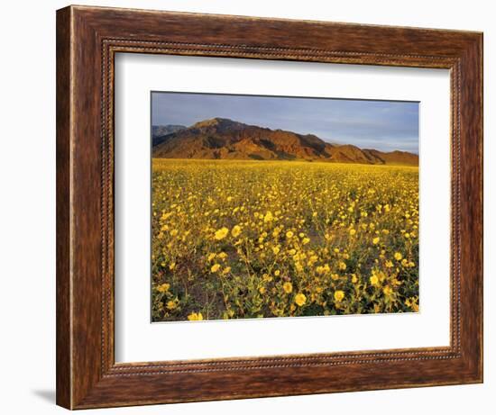 Field of Desert Gold Wildflowers, Death Valley National Park, California, USA-Chuck Haney-Framed Photographic Print