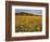 Field of Desert Gold Wildflowers, Death Valley National Park, California, USA-Chuck Haney-Framed Photographic Print