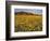 Field of Desert Gold Wildflowers, Death Valley National Park, California, USA-Chuck Haney-Framed Photographic Print