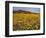 Field of Desert Gold Wildflowers, Death Valley National Park, California, USA-Chuck Haney-Framed Photographic Print