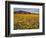 Field of Desert Gold Wildflowers, Death Valley National Park, California, USA-Chuck Haney-Framed Photographic Print