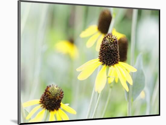 Field Of Dreams One-George Oze-Mounted Photographic Print