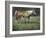 Field of Dreams-Jack Sorenson-Framed Art Print