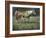 Field of Dreams-Jack Sorenson-Framed Art Print