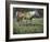 Field of Dreams-Jack Sorenson-Framed Art Print