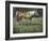 Field of Dreams-Jack Sorenson-Framed Art Print