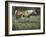 Field of Dreams-Jack Sorenson-Framed Art Print