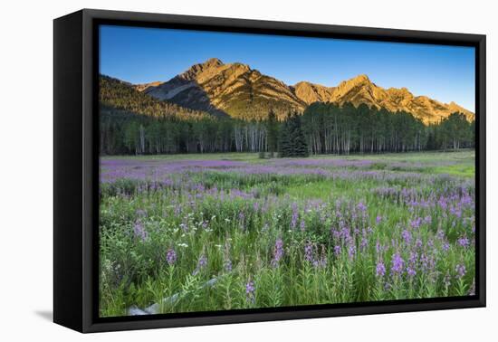 Field of Fireweed in meadow, Banff National Park, Canada-Howie Garber-Framed Premier Image Canvas