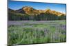 Field of Fireweed in meadow, Banff National Park, Canada-Howie Garber-Mounted Photographic Print