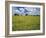 Field of Flowers and Trees with Cloudy Sky, Texas Hill Country, Texas, USA-Adam Jones-Framed Photographic Print