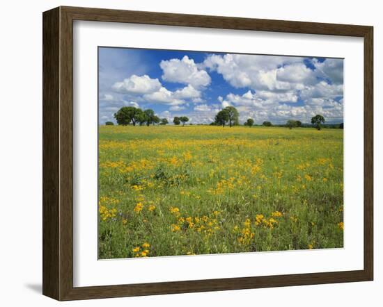 Field of Flowers and Trees with Cloudy Sky, Texas Hill Country, Texas, USA-Adam Jones-Framed Photographic Print