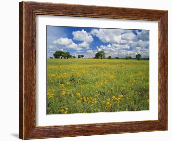 Field of Flowers and Trees with Cloudy Sky, Texas Hill Country, Texas, USA-Adam Jones-Framed Photographic Print