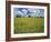 Field of Flowers and Trees with Cloudy Sky, Texas Hill Country, Texas, USA-Adam Jones-Framed Photographic Print