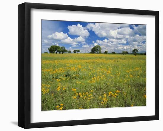 Field of Flowers and Trees with Cloudy Sky, Texas Hill Country, Texas, USA-Adam Jones-Framed Photographic Print
