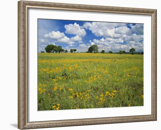 Field of Flowers and Trees with Cloudy Sky, Texas Hill Country, Texas, USA-Adam Jones-Framed Photographic Print