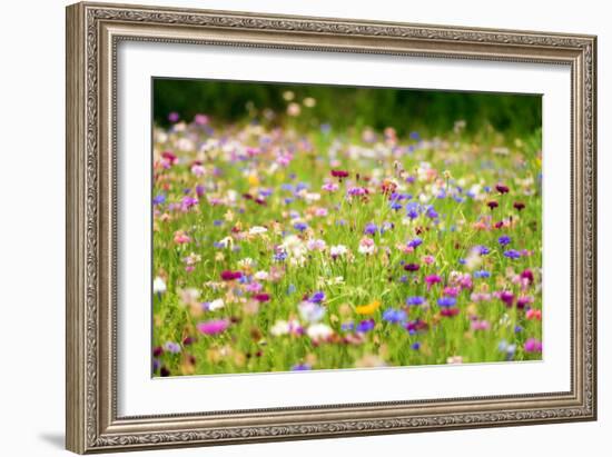 Field of Flowers in Paintography-Philippe Sainte-Laudy-Framed Photographic Print