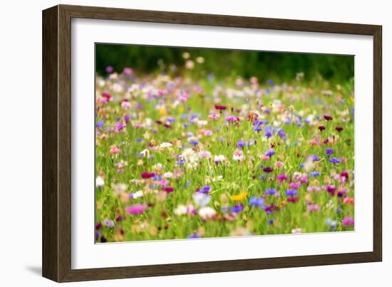 Field of Flowers in Paintography-Philippe Sainte-Laudy-Framed Photographic Print