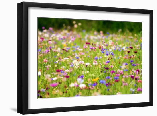 Field of Flowers in Paintography-Philippe Sainte-Laudy-Framed Photographic Print