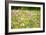 Field of Flowers in Paintography-Philippe Sainte-Laudy-Framed Photographic Print