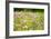 Field of Flowers in Paintography-Philippe Sainte-Laudy-Framed Photographic Print