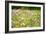 Field of Flowers in Paintography-Philippe Sainte-Laudy-Framed Photographic Print