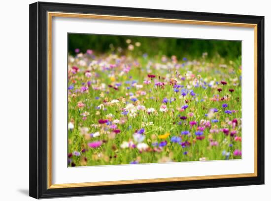 Field of Flowers in Paintography-Philippe Sainte-Laudy-Framed Photographic Print