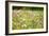 Field of Flowers in Paintography-Philippe Sainte-Laudy-Framed Photographic Print