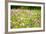 Field of Flowers in Paintography-Philippe Sainte-Laudy-Framed Photographic Print