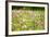 Field of Flowers in Paintography-Philippe Sainte-Laudy-Framed Photographic Print