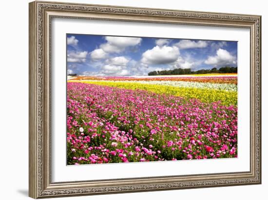 Field of Flowers IV-Alan Hausenflock-Framed Photographic Print