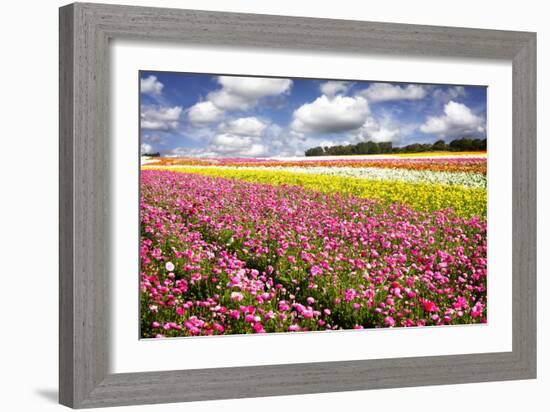 Field of Flowers IV-Alan Hausenflock-Framed Photographic Print