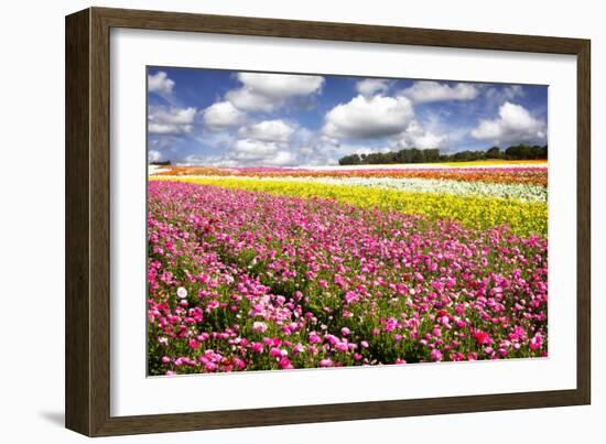 Field of Flowers IV-Alan Hausenflock-Framed Photographic Print