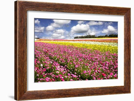 Field of Flowers IV-Alan Hausenflock-Framed Photographic Print