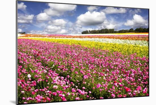 Field of Flowers IV-Alan Hausenflock-Mounted Photographic Print