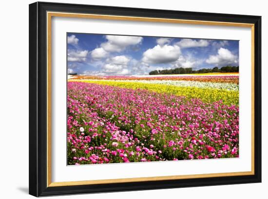 Field of Flowers IV-Alan Hausenflock-Framed Photographic Print