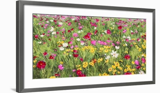 Field of Flowers-Silvia Mei-Framed Art Print