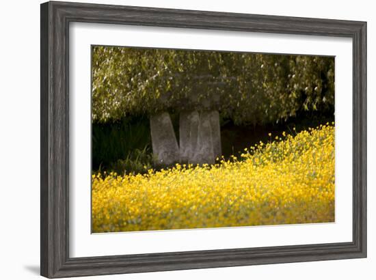 Field of Gold-Valda Bailey-Framed Photographic Print